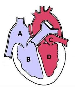 Which letters in the image represent the heart's ventricles?  a.) a, d b.) a, c