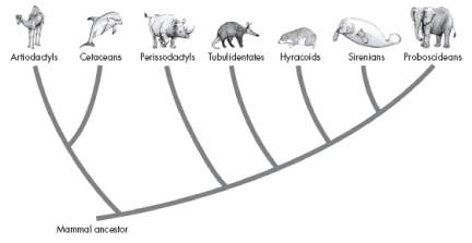 Which group of animals has existed the longest?  a. tubulidentates  b. perissodac