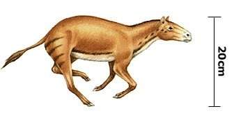 The early ancestors of the horse (shown in the picture) were adapted to life in tropical forests. gr