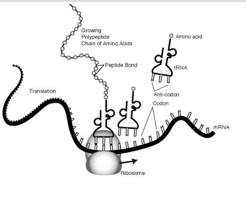 Assume that the growing polypeptide chain of amino acids being produced represents an enzyme humans