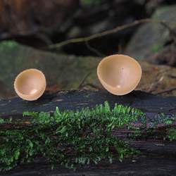 Identify the fungus type pictured below. club fungi sac fungi  imperfect fun