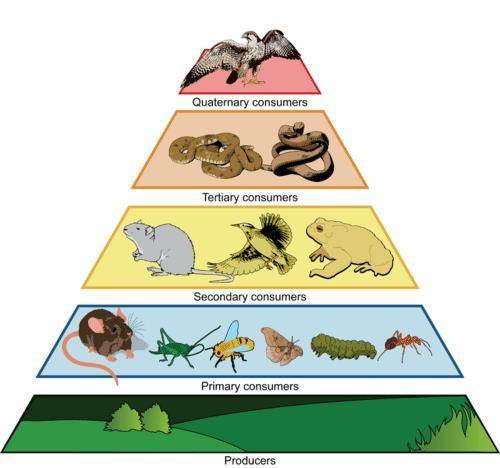 What are two things missing from this food web??