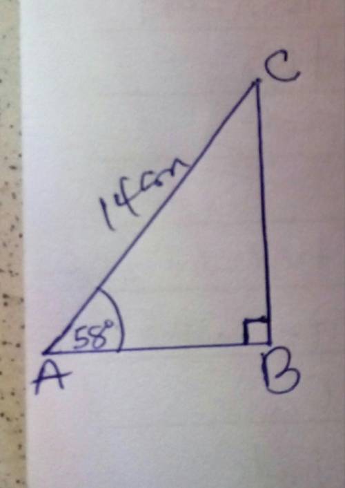 Find the length of side BC.

Give your answer to 1 decimal place.
C
14 cm
58°
Α'
B