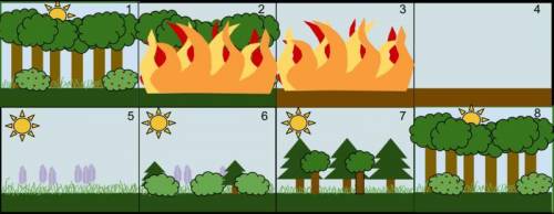 Which type of change was seen in the ecosystems that were affected by the 1988 fires in Yellowstone