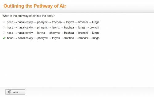 What is the pathway of air into the body?