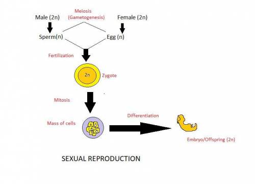 With the help of labelled diagrams briefly explain a sexual reproduction in organism