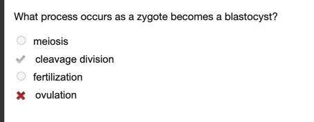 What process occurs as a zygote becomes a blastocyst?