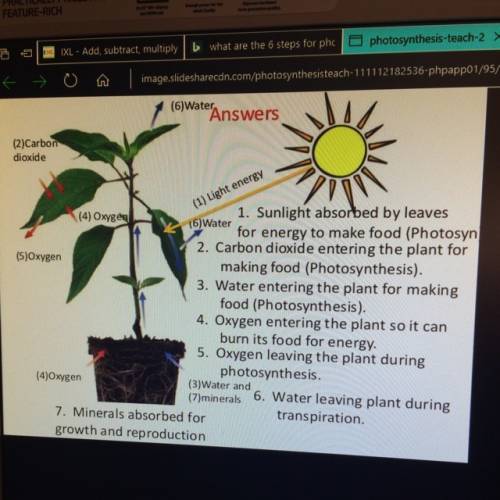 What are the 6 steps of photosynthesis