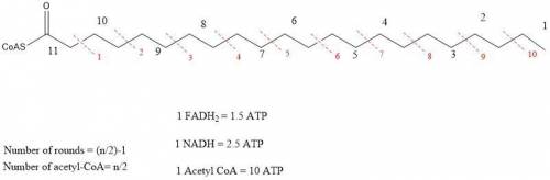 How many molecules of ATP are formed during the complete catabolism of a saturated fatty acid with t