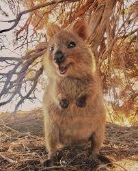 What is a quokka and what animal family does it belong to