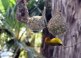 Many male birds will expend A great deal of energy building nests. Females will mate with the males