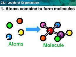 True or False: Within the body, all atoms combine to form molecules. If false, why?