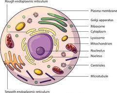 A cell is round and cannot produce its own food. Which organelle does this cell have?

A. cell wall