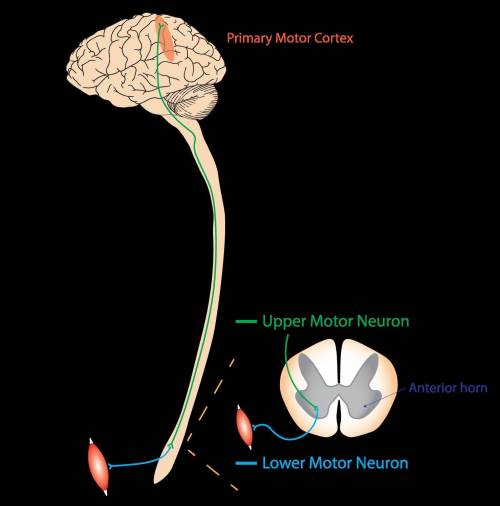 The cell bodies of motor neurons to skeletal muscles are located in the A. Posterior/dorsal gray hor