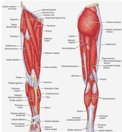 The gluteus maximus is located superior to which muscle