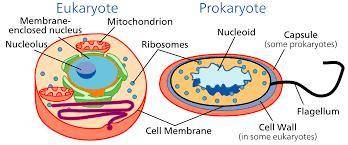 What are the three basic parts of the cell theory?