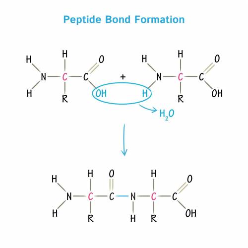 What are peptide bonds in protein how manny are there?
(includes diagram)