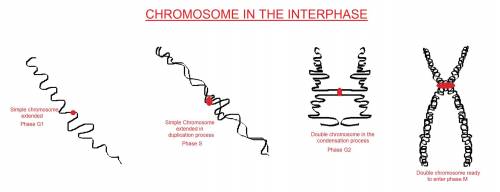 Draw what a single chromosome would look like before and after S phase if the chromatin along with i