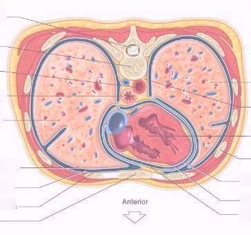 Label the membranes in the transverse section through the thorax.