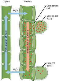 What is the most likely pathway for root cells to obtain energy and identify the organelles involved