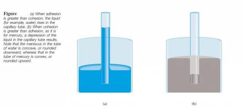 Explain why different liquids do not reach the same height in capillary tubes of the same diameter.