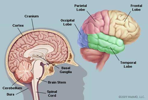 Describe what the processes of the brain allow us to analyze and interact with, and identify the thr
