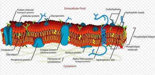 All of the following about the cell membranes are true except: a. membrane fluidity decreases with i