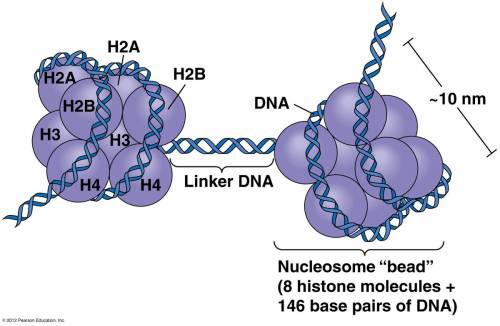 What makes up a nucleosome?