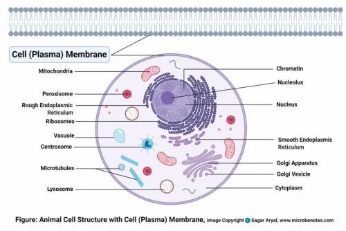 Pictured is an animal cell and a plant cell. Which organelle labeled in the plant cell produces the