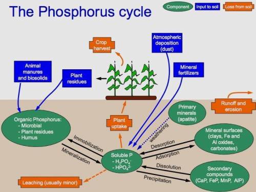 Which of the following statements about the phosphorus cycle is true? (A. In living organisms, phosp