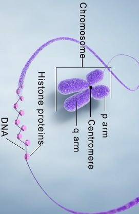9.

Describe briefly the different types of chromosomes along with a simple diagram showing thebasis
