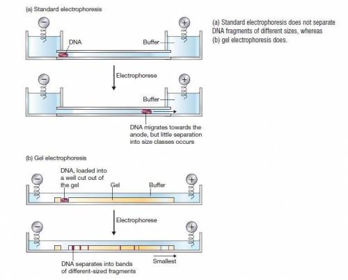 Why does DNA flow toward the positive electrode of the gel chamber?