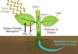 Describe how oxygen gas (O2) is produced during photosynthesis. Include the specific structures in t