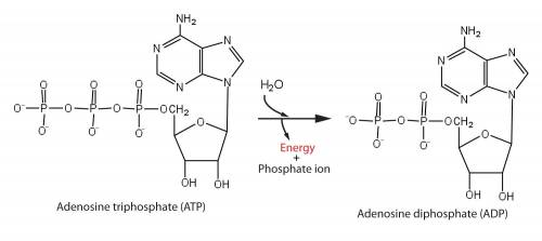 Atp is an abbreviation for adenosine triphosphate, a complex molecule that contains the nucleoside a