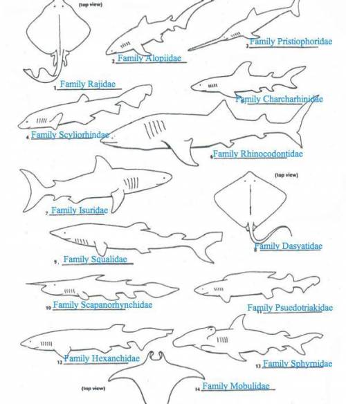 Shark dichotomous answers￼