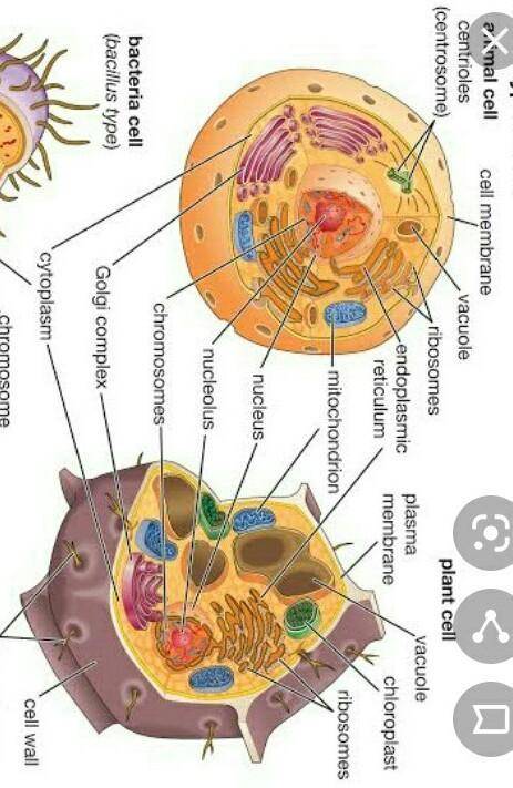 How are the images of a plant cell, an animal cell, and a bacteria cell different?