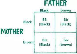 What is Punnett Square? Explain and give example.