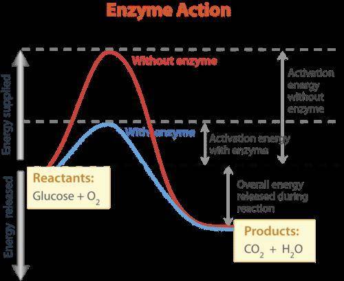 What is enzyme and what is it role in a reaction