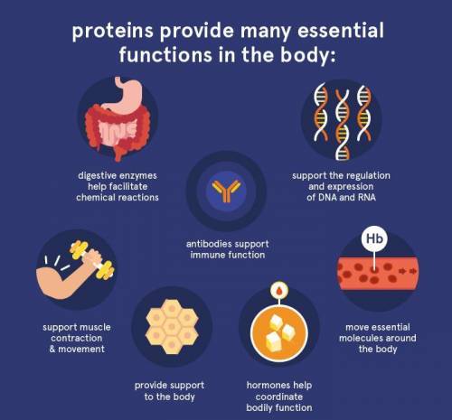 Proteins have a variety of functions within a living cell. What are the possible functions of protei