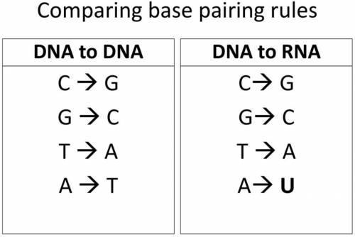 1. Use the base pairing rules to complete the unfinished DNA strand from above. Only write the lette