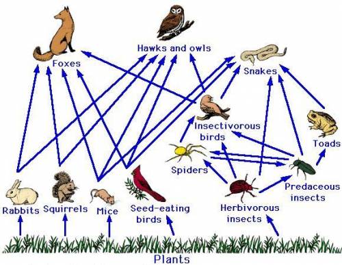 in order to draw the food web correctly, which organisms should have two arrows pointing toward them