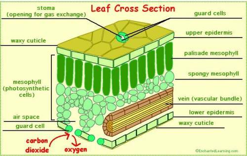 Draw a well labelled diagram of internal structure of the leaf