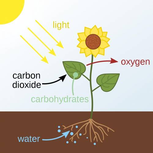 What is photosynthesis and Cellular respiration in a paragraph?
