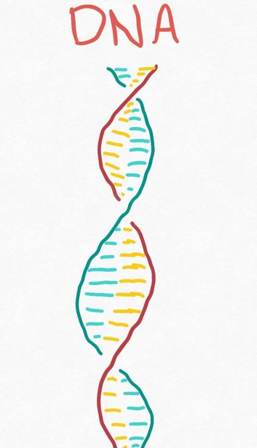 .What are the structural and functional differences between DNA and RNA?