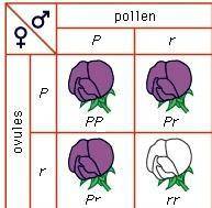 Purple flowers are dominant over white flowers. the parent generation includes two heterozygous pare