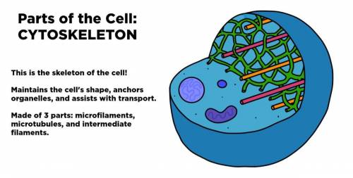 How is a cell's cytoskeleton like the girders and
beams of a warehouse?