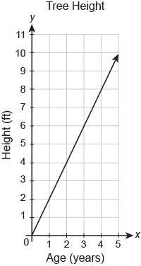 The graph shows the relationship between the height of a tree and its age in years. what