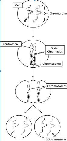 Explain why the chromosomes in the second drawing have sister chromatids, but the chromosomes in the