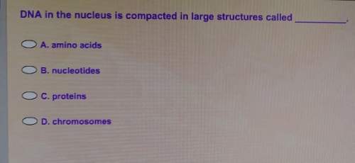 Dna in the nucleus is compacted in large structures called