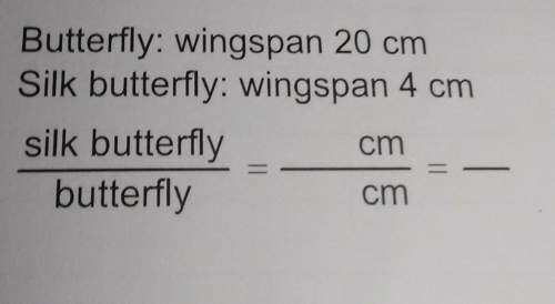 Butterfly: wingspan 20 cm silk butterfly: wingspan 4 cm